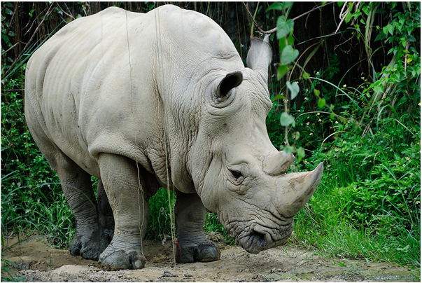 白犀牛.png 白犀牛.png