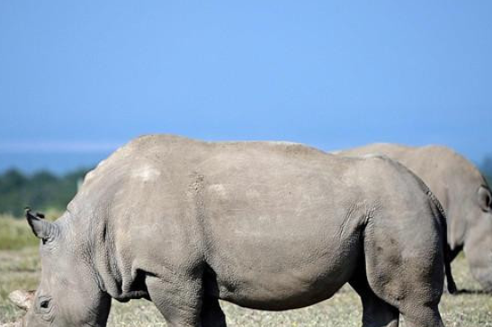 犀牛.png 犀牛.png