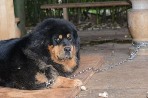 藏獒的價格 藏獒的價格