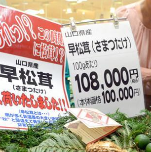 日本松茸拍卖一颗高达9.6万日元