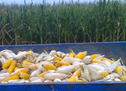玉米收获.png