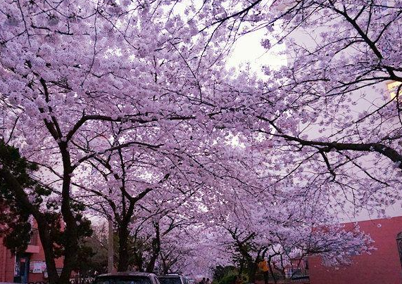 日本现千年来最早樱花季原因，正常是什么时候观赏日本樱花，有什么危机