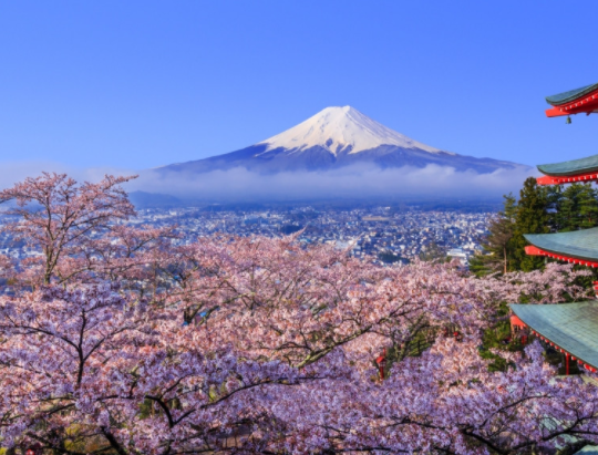 日本现千年来最早樱花季原因,正常是什么时候观赏日本