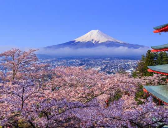 日本现千年来最早樱花季原因,正常是什么时候观赏日本樱花,有什么危机