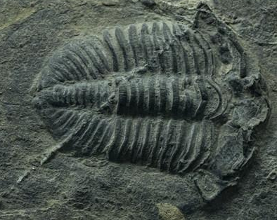 贵州发现2.44亿年前大型盘州暴鱼，盘州暴鱼是什么鱼？这项发现有什么意义？