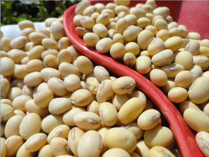 转基因大豆的原理是什么，如何鉴别转基因大豆，还有哪些常见的转基因农作物？