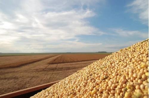 轉(zhuǎn)基因大豆