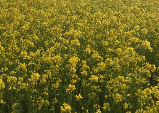 油菜花.png 油菜花.png