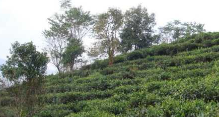 西双版纳现大规模毁林种茶