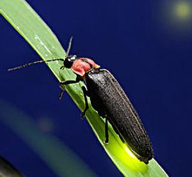 云南发现3个萤火虫新种，萤火虫新种是如何命名的？萤火虫会发光的原理是什么？