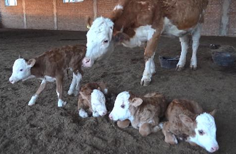 母牛产下罕见四胞胎