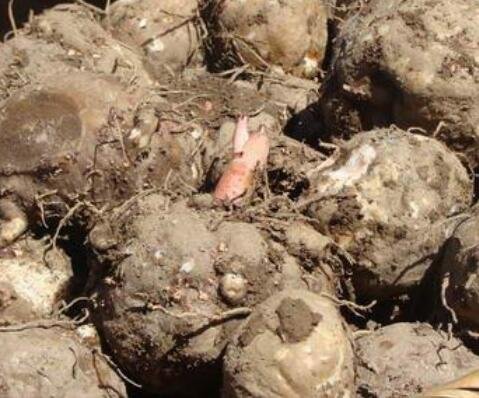 魔芋是什么2.jpg 魔芋是什么2.jpg