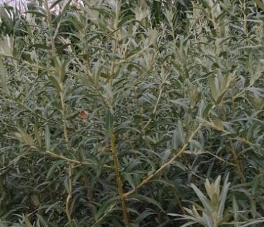 沙棘苗價格2.jpg 沙棘苗價格2.jpg