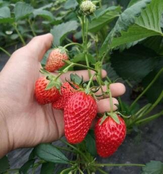 草莓苗批发1.jpg