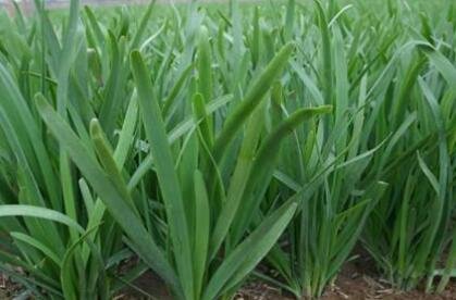 怎樣種韭菜1.jpg 怎樣種韭菜1.jpg