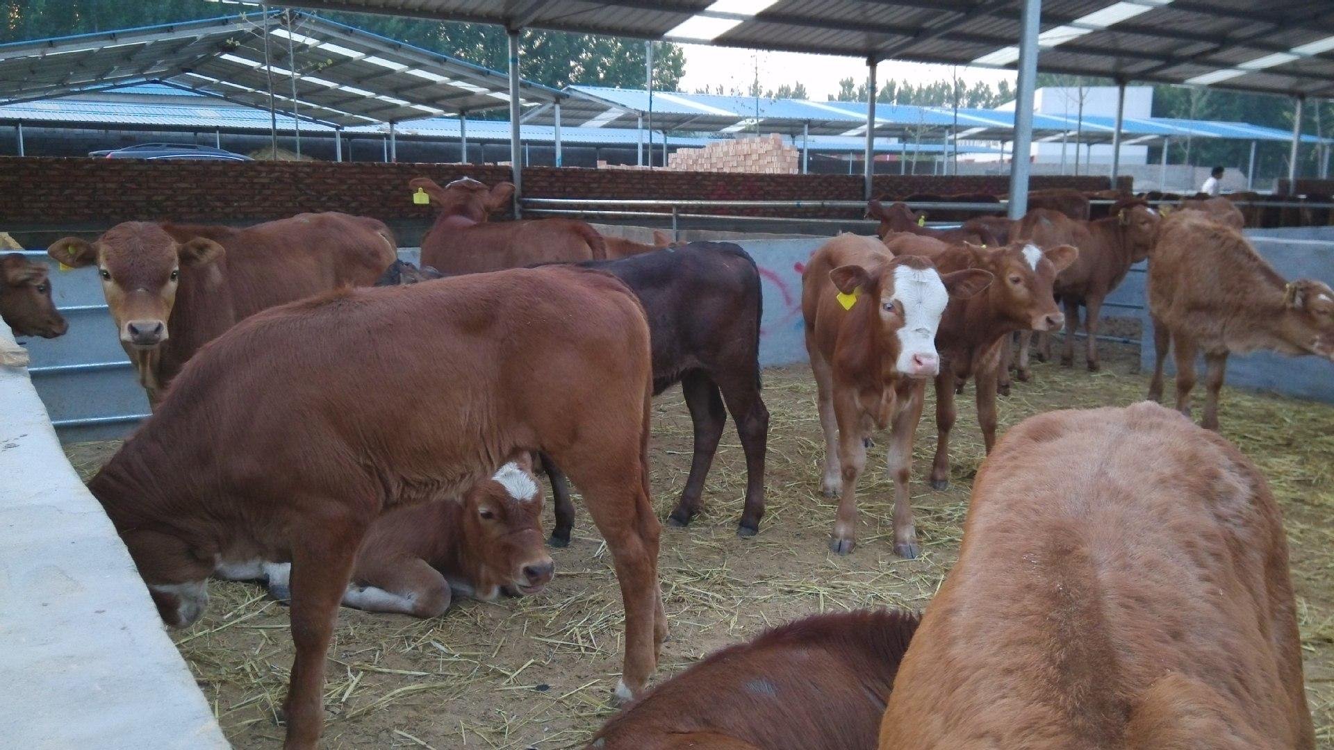 自動化養(yǎng)殖 自動化養(yǎng)殖