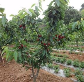 櫻桃苗價格1.jpg 櫻桃苗價格1.jpg