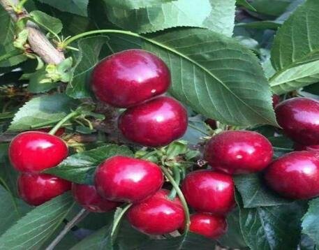 櫻桃苗價格2.jpg 櫻桃苗價格2.jpg