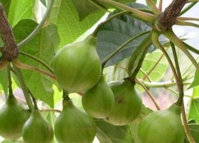 桐油市場(chǎng)價(jià)1.jpg 桐油市場(chǎng)價(jià)1.jpg