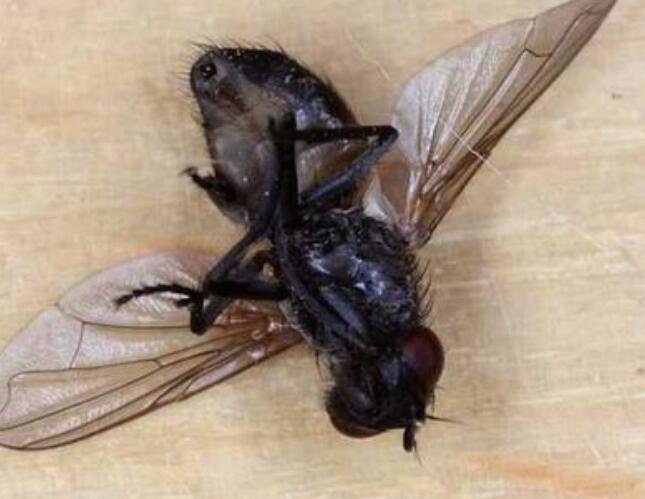 蒼蠅的壽命2.jpg