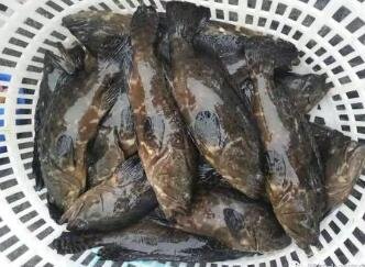 石斑魚種類有哪些，什麼條件適合石斑魚養殖？