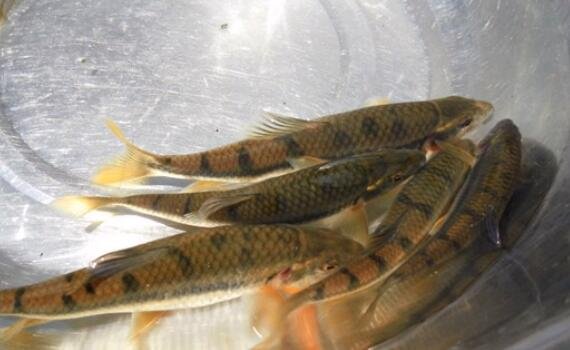 石斑魚種類2.jpg 石斑魚種類2.jpg