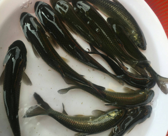 草魚(yú)苗價(jià)格.png 草魚(yú)苗價(jià)格.png