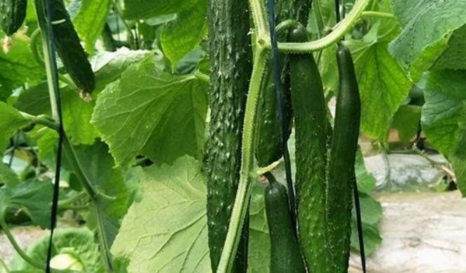 黃瓜怎么種