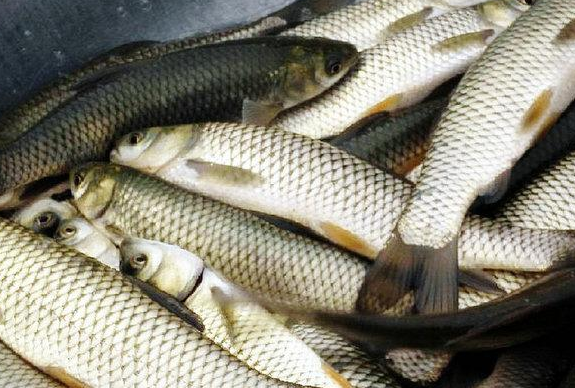 草魚(yú).png 草魚(yú).png