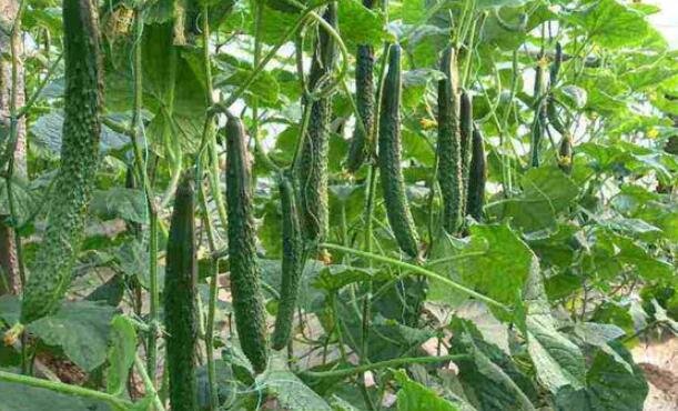 黃瓜怎么種