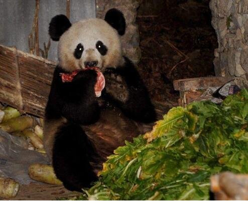 熊猫吃肉吗1.jpg