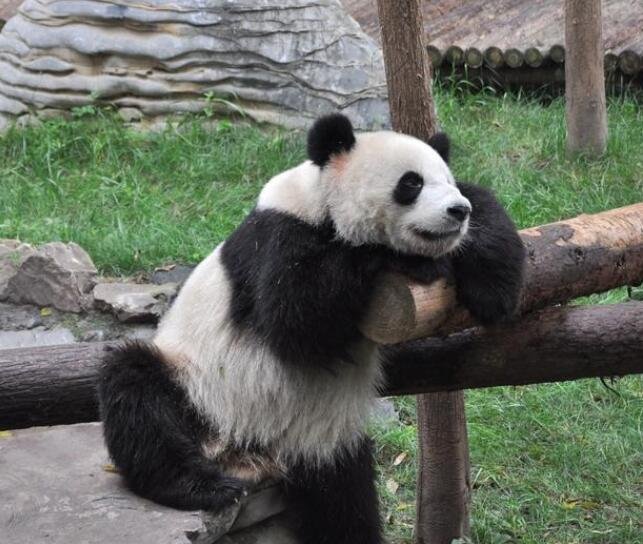 熊猫吃肉吗2.jpg