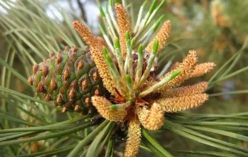 松花粉價錢 松花粉價錢