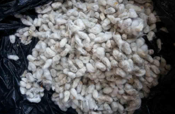 棉籽.png