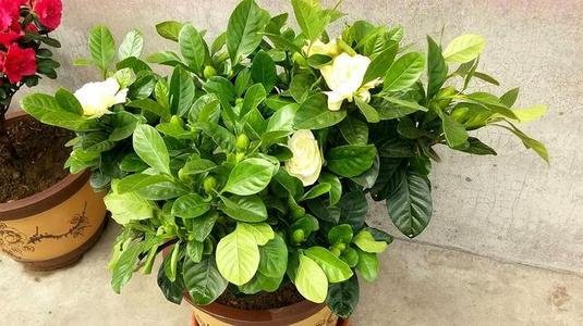 梔子花盆栽