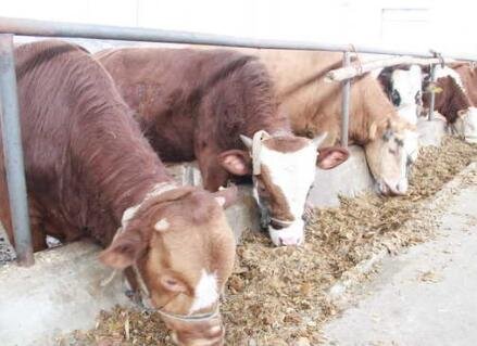 養(yǎng)肉牛成本1.jpg 養(yǎng)肉牛成本1.jpg