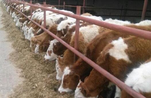 養(yǎng)肉牛成本2.jpg 養(yǎng)肉牛成本2.jpg