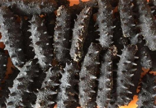 海參怎么樣2.jpg 海參怎么樣2.jpg