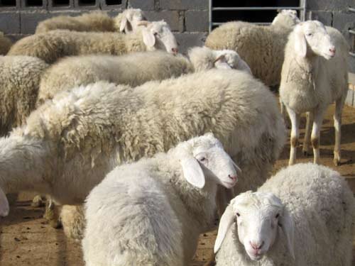 養(yǎng)羊的技術(shù)