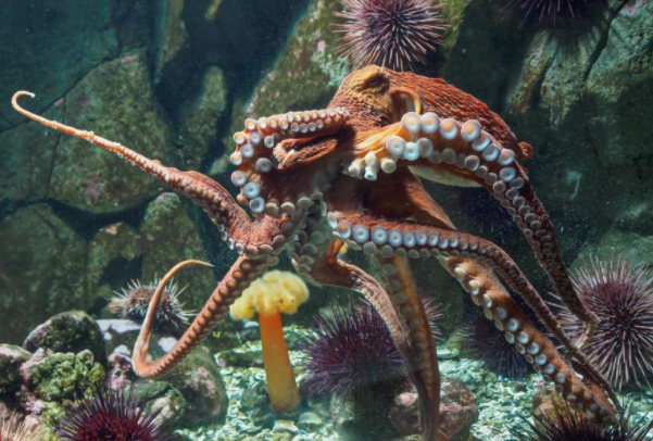 巨型章鱼可长达五米.png