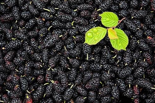 桑樹的果實 桑樹的果實