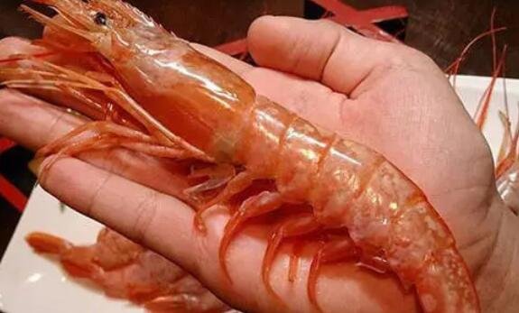 阿根廷紅蝦 阿根廷紅蝦