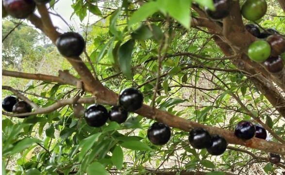 巴西葡萄树的有关种植方法科普，巴西葡萄树要怎么防止病虫害？