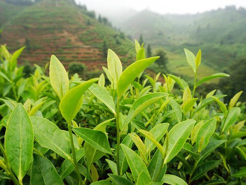 上等白茶的价钱有多贵，白茶有什么功效，为什么适合长期饮用呢？