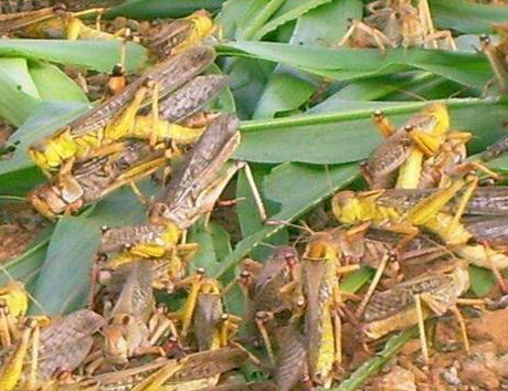 螞蚱的養(yǎng)殖