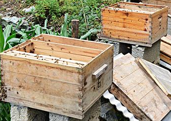 蜜蜂怎么養(yǎng)