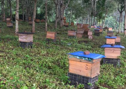 蜜蜂怎么養(yǎng)