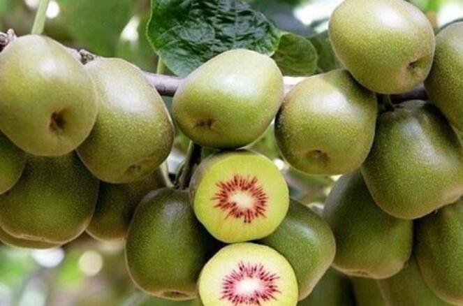紅心獼猴桃 紅心獼猴桃