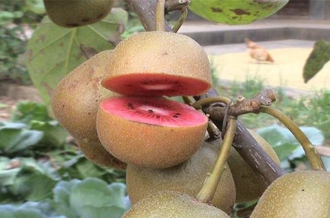 紅心獼猴桃 紅心獼猴桃