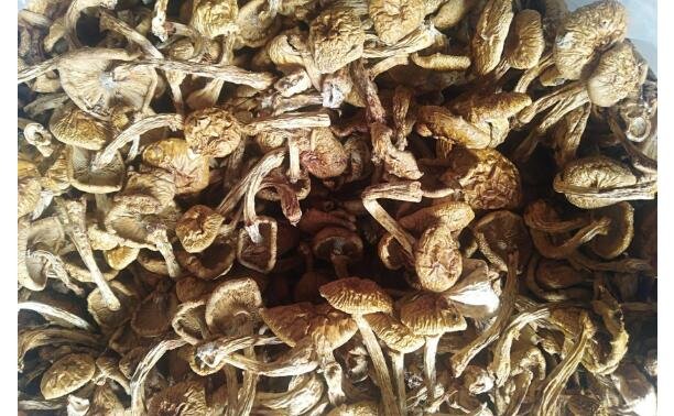 滑子菇產(chǎn)地 滑子菇產(chǎn)地